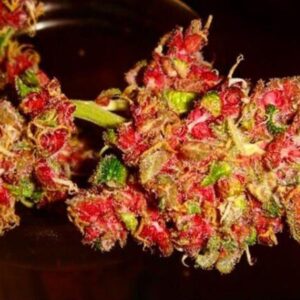 red dragon weed